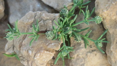 Gymnocarpos sclerocephalus