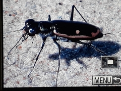 Hypaetha biramosa