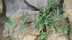 Gymnocarpos sclerocephalus