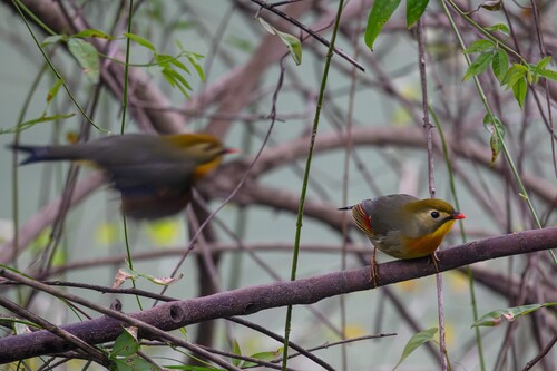 Red-billed Leiothrix