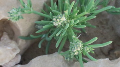 Gymnocarpos sclerocephalus