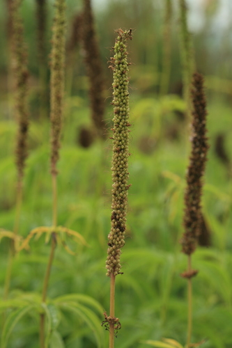 Veronicastrum borissovae iNat (3)
