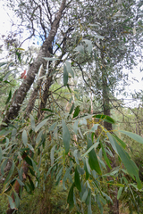 Acacia obliquinervia
