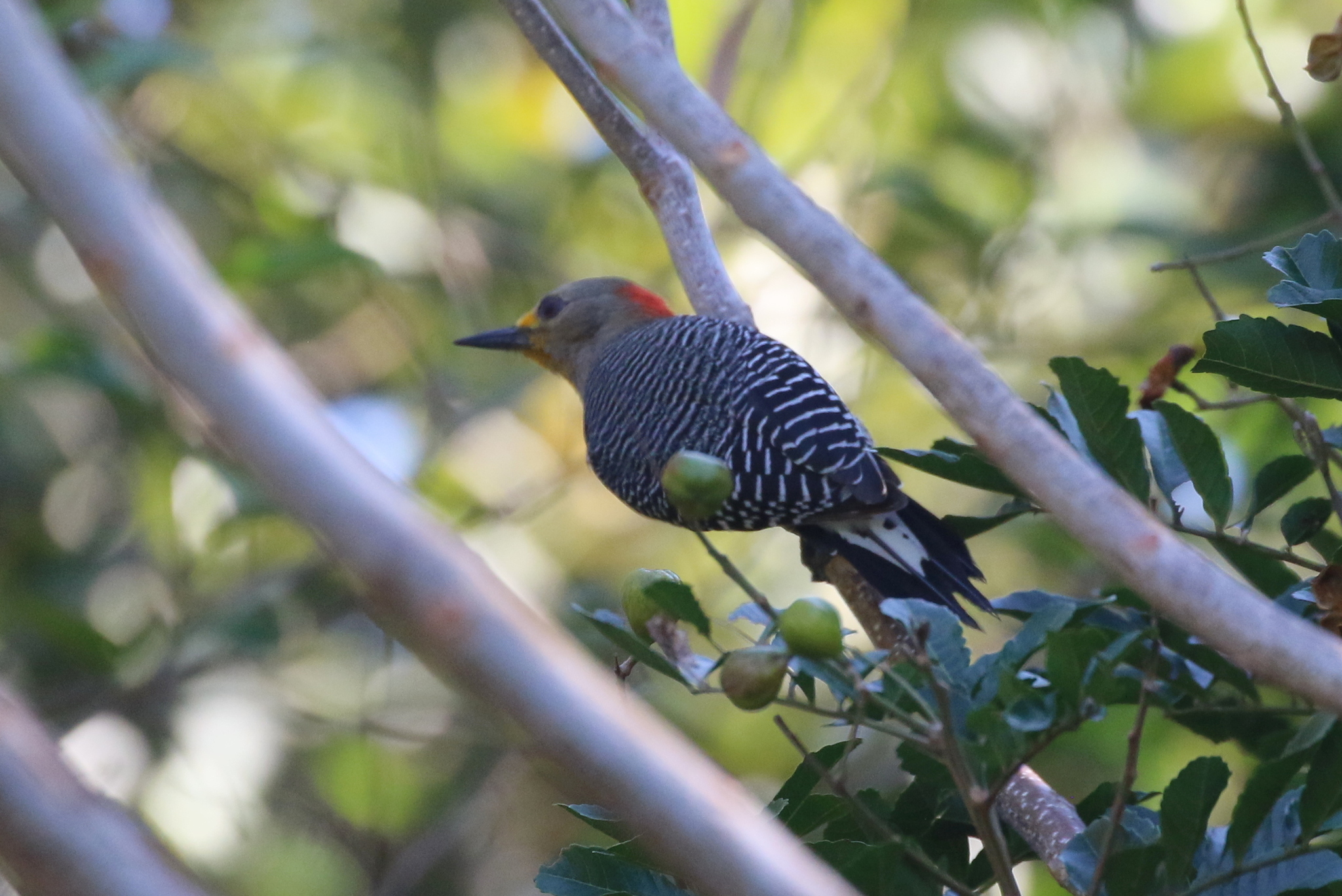 Yucatan Woodpecker (Melanerpes pygmaeus), photo 5