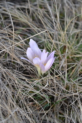 Colchicum bulbocodium versicolor