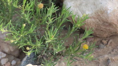 Pulicaria glutinosa