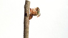 Amphipsalta zelandica
