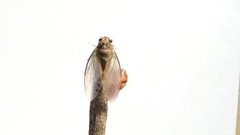 Amphipsalta zelandica