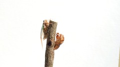 Amphipsalta zelandica