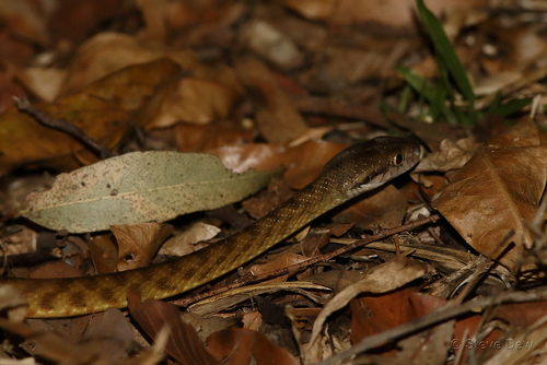 Brown Tree Snake sighting
