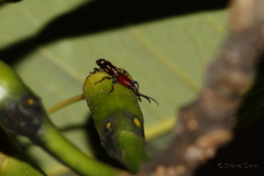 Orychodes digramma