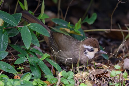 White-browed Laughingthrush