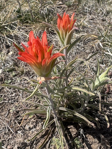 Wholeleaf Paintbrush (Castilleja integra)