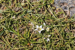 author not stated, no rights reserved Lobelia oligophylla, photograph author not stated, no rights reserved
