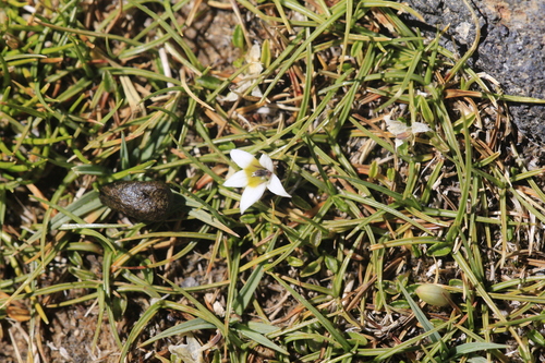 Lobelia oligophylla, photograph 6