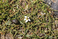 Lobelia oligophylla, photograph author not stated, no rights reserved