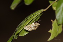Haritalodes derogata