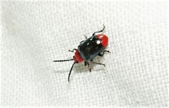 Phyllocharis gracilis