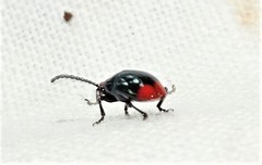 Phyllocharis gracilis