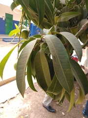 Angiospermae