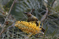 Xanthotis macleayanus