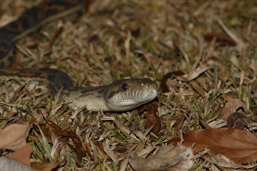 Australian Scrub Python sighting