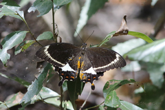 Papilio fuscus