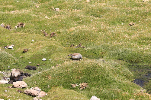 Red-backed Sierra Finch (Idiopsar dorsalis), photo 10