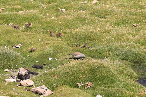 Red-backed Sierra Finch (Idiopsar dorsalis), photo 9