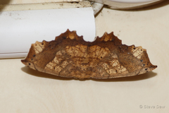 Polyacme dissimilis