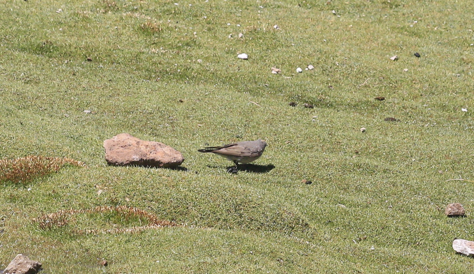 Ochre-naped Ground Tyrant (Muscisaxicola flavinucha), photo 3