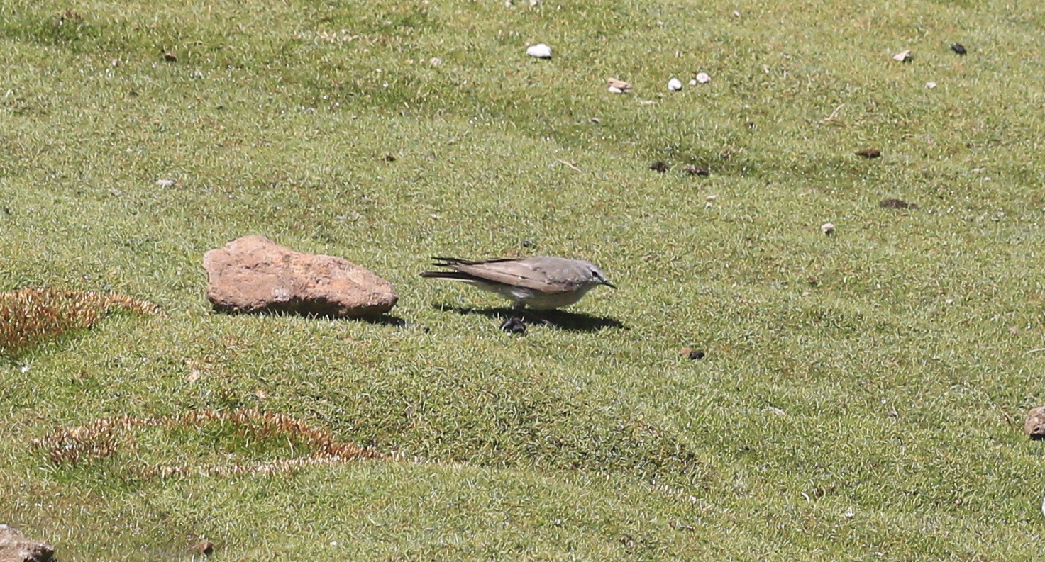 Ochre-naped Ground Tyrant (Muscisaxicola flavinucha), photo 4