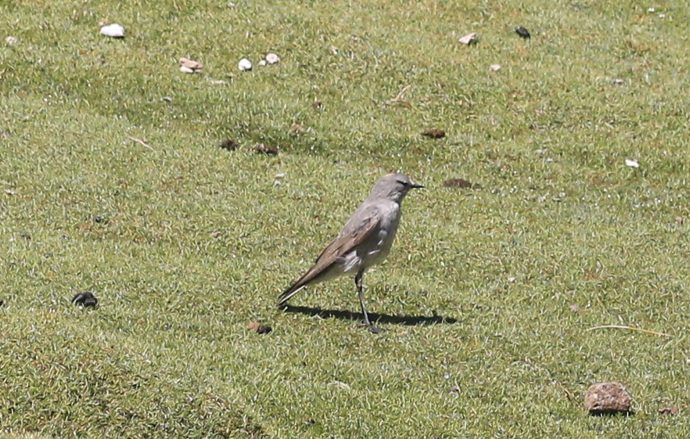 Ochre-naped Ground Tyrant (Muscisaxicola flavinucha), photo 6