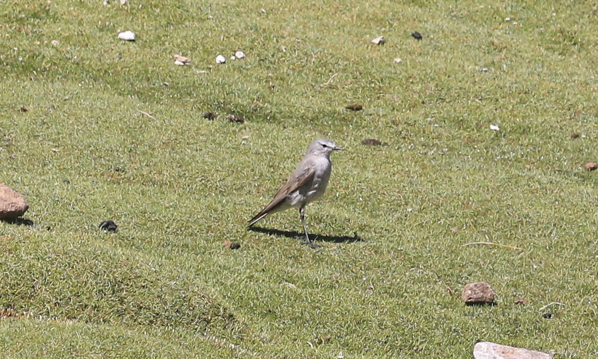 Ochre-naped Ground Tyrant (Muscisaxicola flavinucha), photo 5
