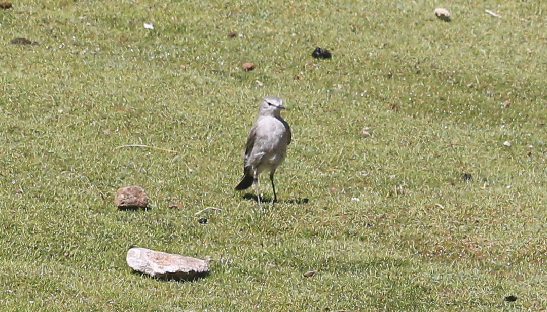 Ochre-naped Ground Tyrant (Muscisaxicola flavinucha), photo 7