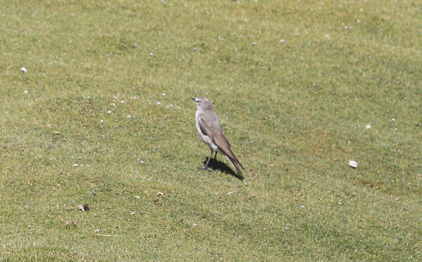 Ochre-naped Ground Tyrant (Muscisaxicola flavinucha), photo 8