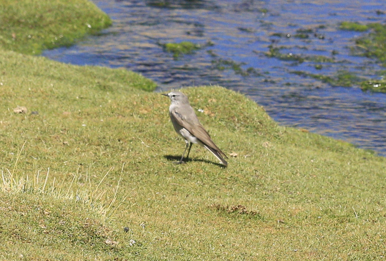 Ochre-naped Ground Tyrant (Muscisaxicola flavinucha), photo 9