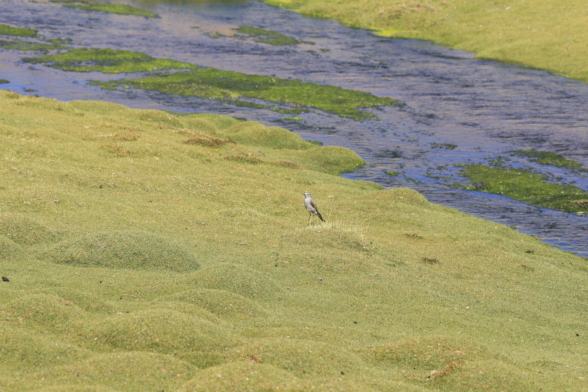 Ochre-naped Ground Tyrant (Muscisaxicola flavinucha), photo 10