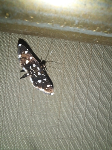 Dotted Sable