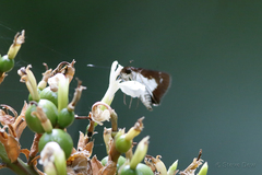 Sabera caesina