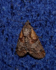 Lophoptera hemithyris