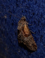 Lophoptera hemithyris