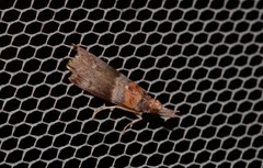 Calguia defiguralis