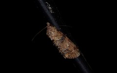 Lophoptera hemithyris
