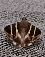Grammodes oculicola
