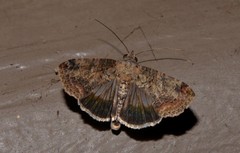 Lophoptera hemithyris