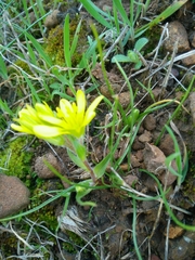 Gagea chlorantha
