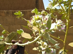 Calotropis procera image