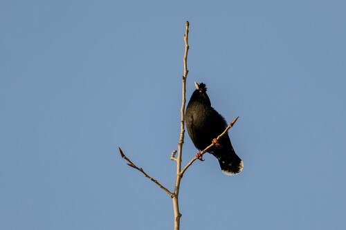 Crested Myna