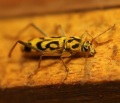 Chlorophorus annularis